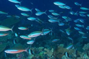 dentro un' scuola di pesce foto