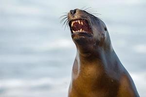 femmina mare Leone foca sbadigli foto