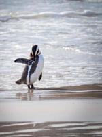 pinguino dalla riva foto