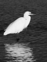 foto in bianco e nero dell'airone