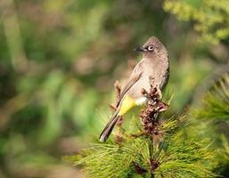 primo piano dell'uccello del bulbul del capo foto