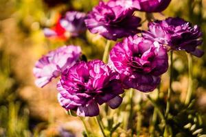 fiori viola al sole foto