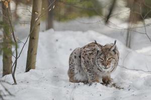 un isolato lince nel il neve sfondo mentre guardare a voi sospetto foto