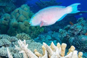 pappagallo pesce subacqueo su il scogliera foto