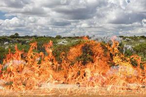 Australia cespuglio ardente nel fuoco foto