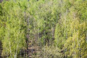 sopra Visualizza di verde betulla foresta nel primavera foto