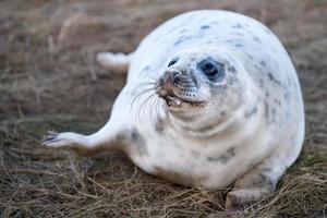 grigio foca cucciolo mentre rilassante su il spiaggia nel grande Gran Bretagna foto