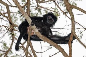 Indonesia nero crestato macaco scimmia scimmia vicino su ritratto foto