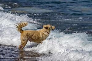 bianca lupo cane mentre guardare a voi foto