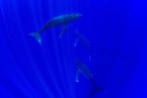 gobba balena famiglia subacqueo nel moorea francese polinesia foto