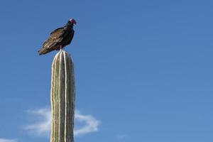 zopilota avvoltoio nel baja California foto