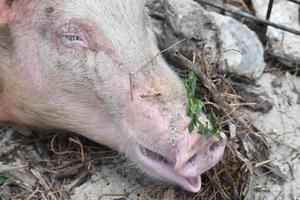 grande rosa maiale vicino su dettaglio foto