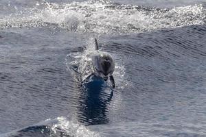 delfino mentre salto su il indietro nel il in profondità blu mare foto