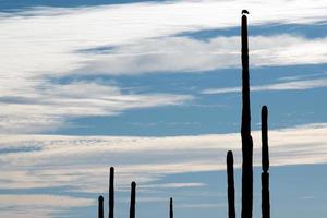 cactus silhouette con zopilota avvoltoio poiana uccello nel baja California foto