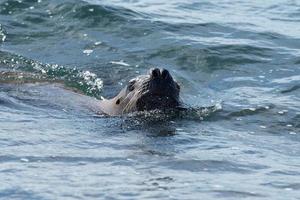 femmina mare Leone su il spiaggia nel acqua foto