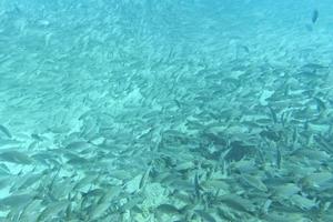 all'interno di un banco di pesci sott'acqua foto