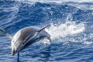 a strisce delfino mentre salto nel il in profondità blu mare foto