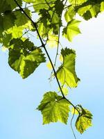 ramoscello con verde uva le foglie e blu cielo foto