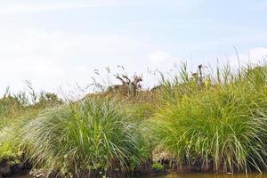 verde carex su di brière palude, Francia foto