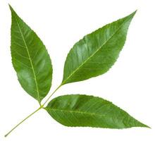 ramoscello con verde le foglie di fraxinus excelsior albero foto
