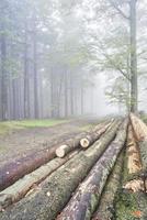 logs alberi e nebbia foto