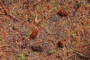 dettagliato vicino su Visualizza su un' foresta terra struttura con muschio e rami foto