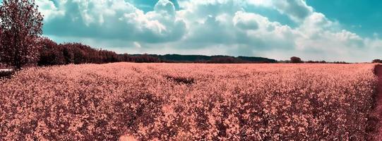 bellissimo e colorato fantasia paesaggio nel un asiatico viola infrarosso stile foto