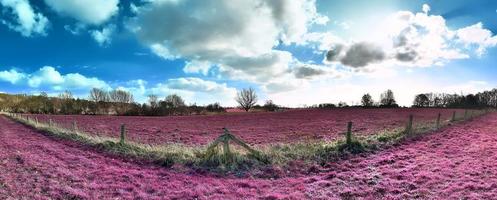 bellissimo e colorato fantasia paesaggio nel un asiatico viola infrarosso stile foto