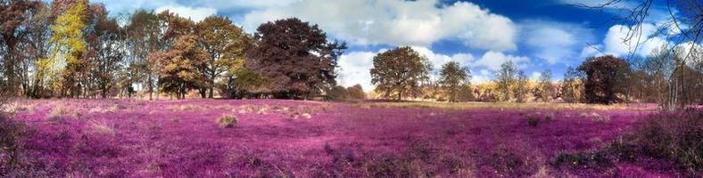 bellissimo e colorato fantasia paesaggio nel un asiatico viola infrarosso stile foto