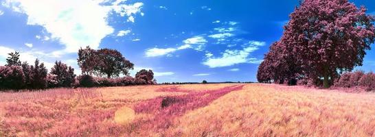 bellissimo e colorato fantasia paesaggio nel un asiatico viola infrarosso stile foto