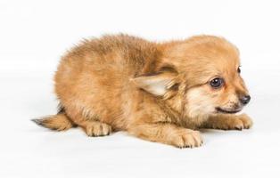 spitz cucciolo nel davanti di bianca sfondo . volpino cane isolato su un' bianca sfondo foto