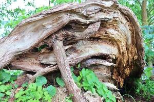 dettagliato vicino su Visualizza su un' foresta terra struttura con muschio e rami foto