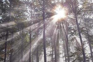 sole raggi e foresta foto