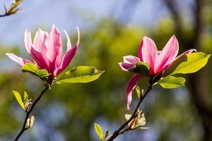 fioritura dei fiori di magnolia in primavera foto