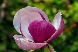 fioritura dei fiori di magnolia in primavera foto