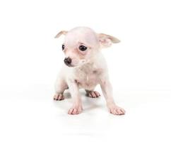 divertente cucciolo chihuahua pone su uno sfondo bianco foto