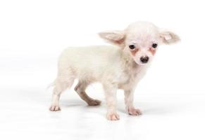 divertente cucciolo chihuahua pone su uno sfondo bianco foto