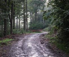 bagnato, fangoso strada nel il foresta foto