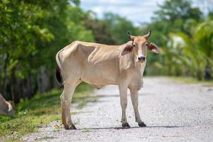 mucca rurale della Tailandia foto
