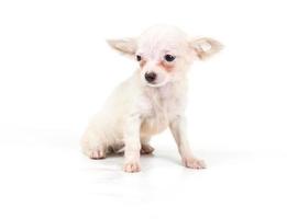 divertente cucciolo chihuahua pone su uno sfondo bianco foto