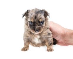 divertente cucciolo chihuahua pone su uno sfondo bianco foto