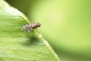 una mosca della frutta su foglia verde foto