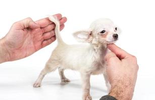 divertente cucciolo chihuahua pone su uno sfondo bianco foto