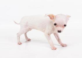 divertente cucciolo chihuahua pone su uno sfondo bianco foto