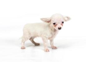 divertente cucciolo chihuahua pone su uno sfondo bianco foto