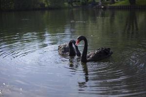 Due nero cigni su stagno. uccelli nuotare su acqua. grazioso animali. foto