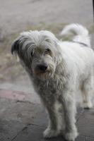 cane randagio per strada. animale domestico in città. foto