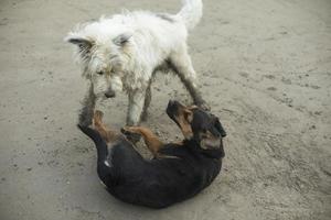 cane su strada. animale senza casa. foto