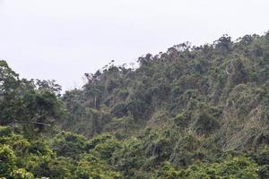 giungla cinese, isola di hainan foto