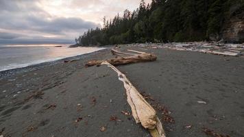 spiaggia di tronchi di legno marrone foto